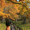 紅葉探検