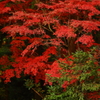 紅