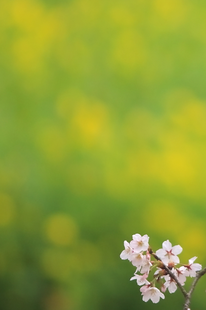 春の色