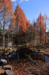 紅葉１