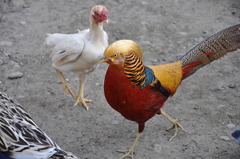 鳥撮り