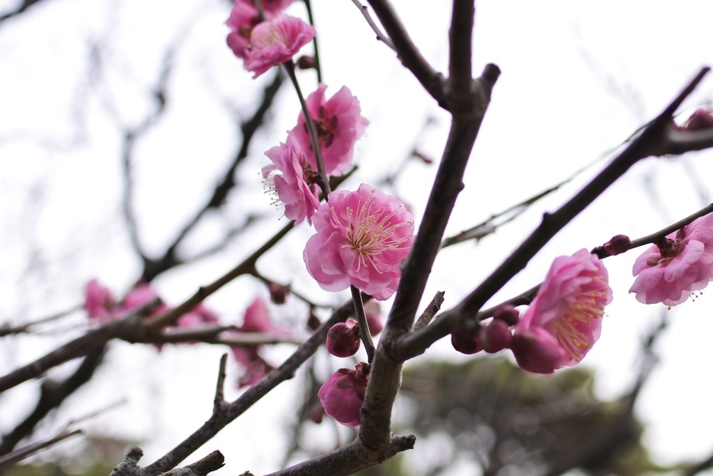 別府公園の梅1月31日