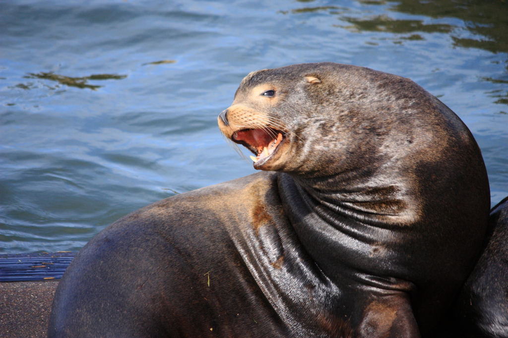 Sea Lion