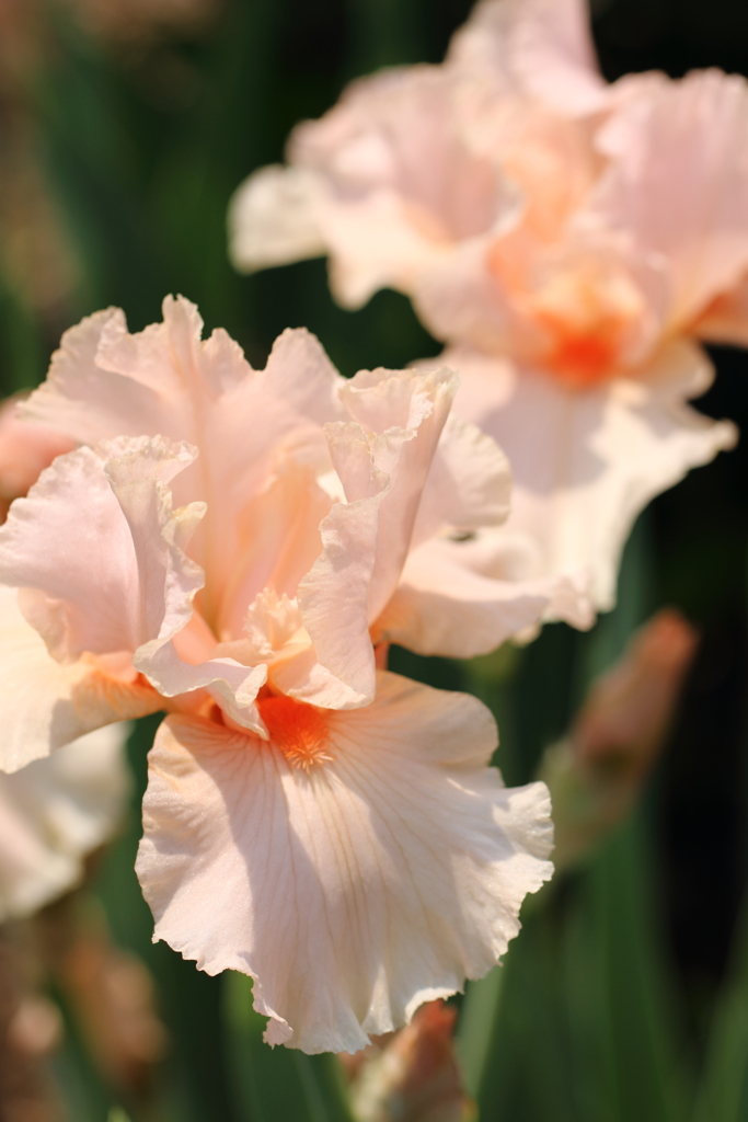 花の季節