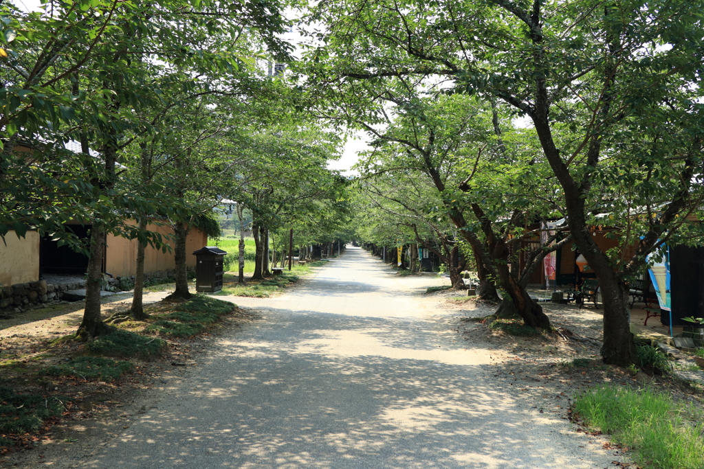 秋月杉ノ馬場