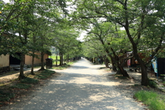 秋月杉ノ馬場