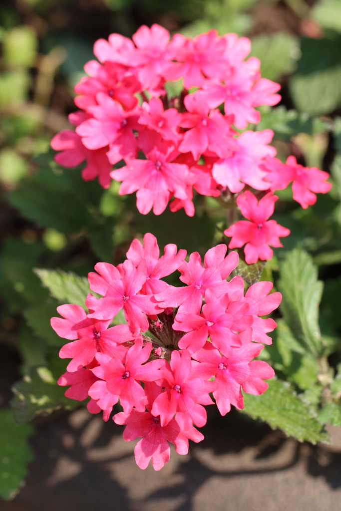 花の季節