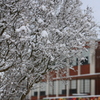 雪化粧