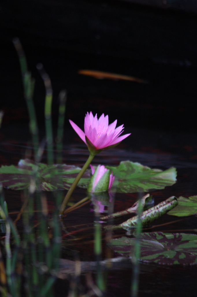 Pink Flower