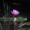 Pink Flower