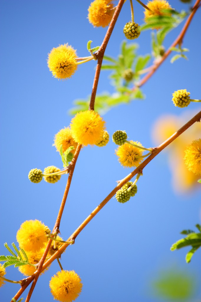 Yellow ball