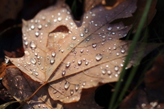 雨上がり