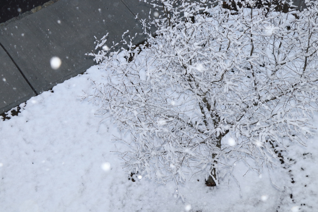 雪の花