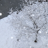 雪の花