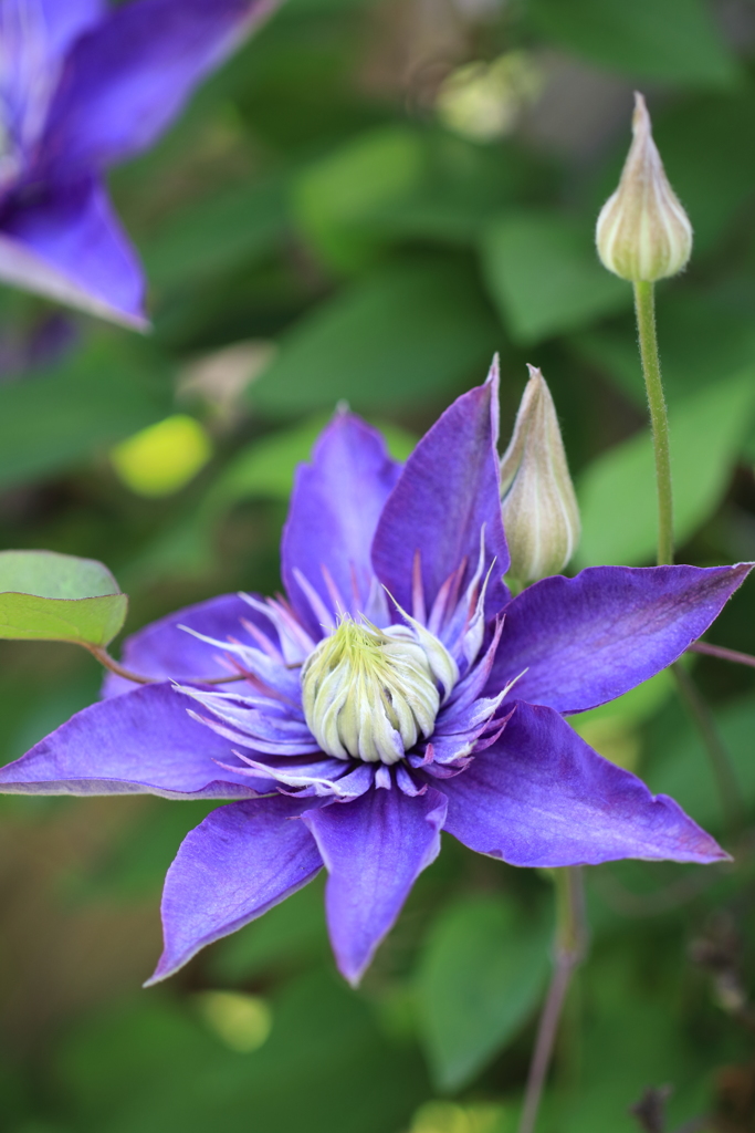 花の季節