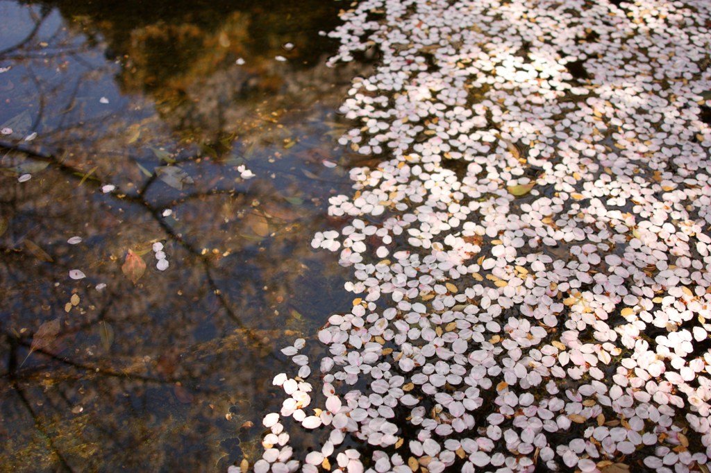 故郷の桜 Ⅱ