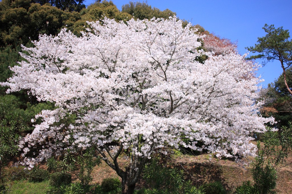 故郷の桜 Ⅲ