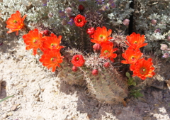 サボテンの花