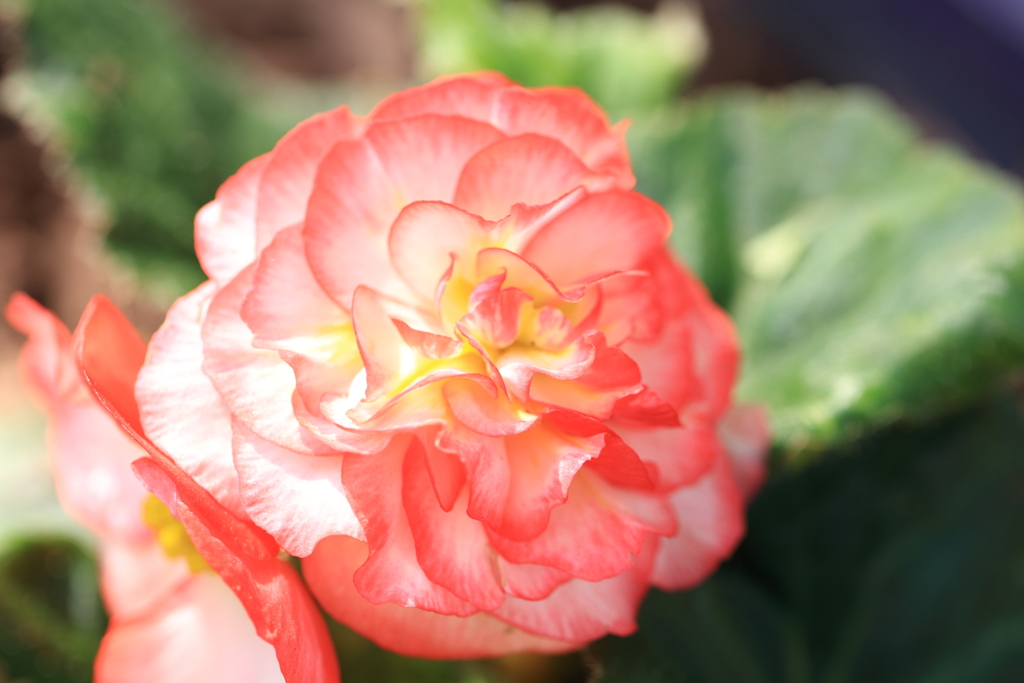 花の季節