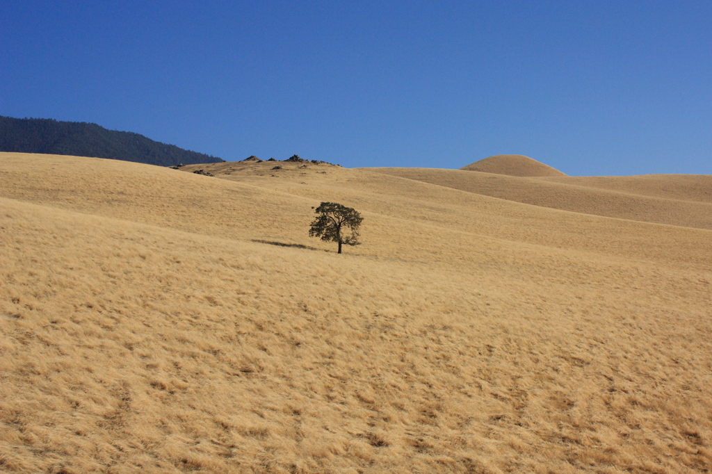 Lonely Tree