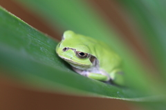 庭のアマガエル