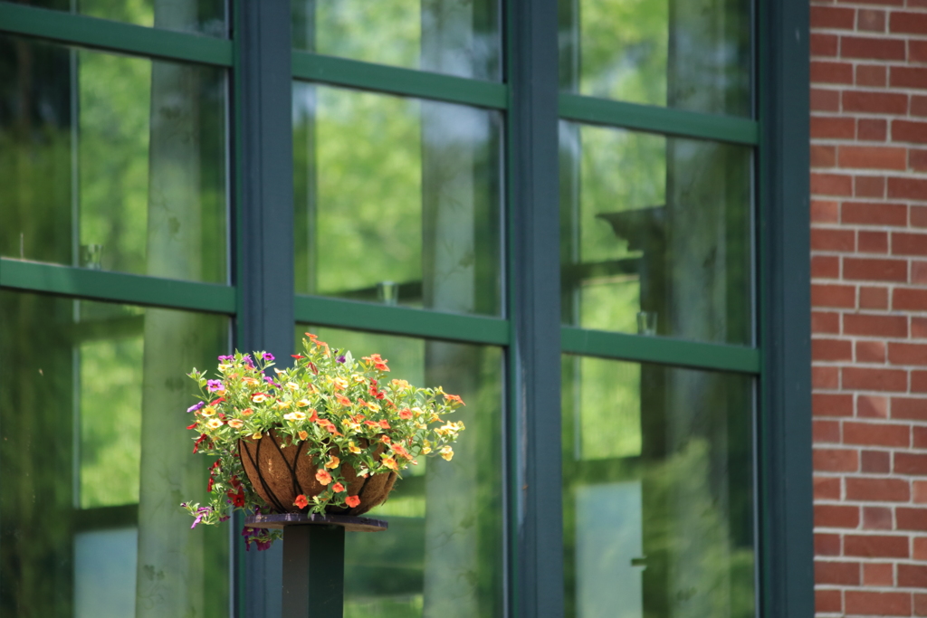 カフェの鉢植え