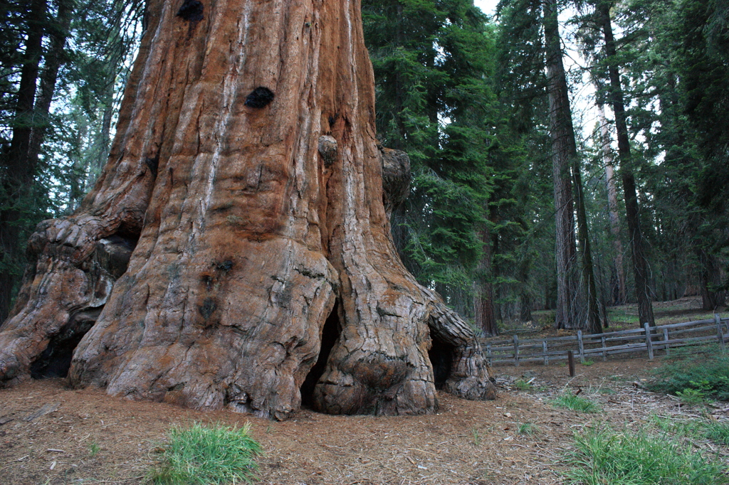 Big Tree