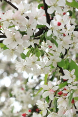 リンゴの花