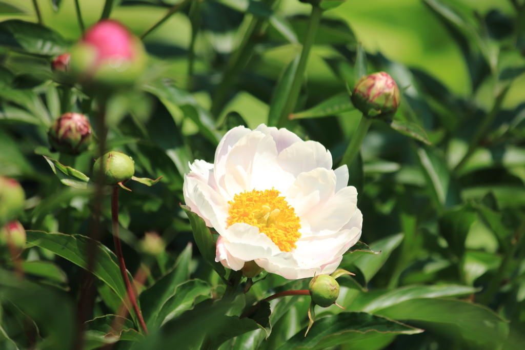 花の季節