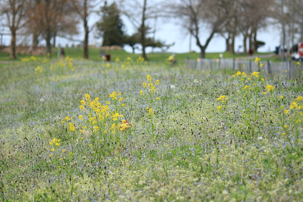 野の花