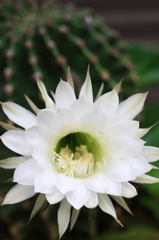 白い花