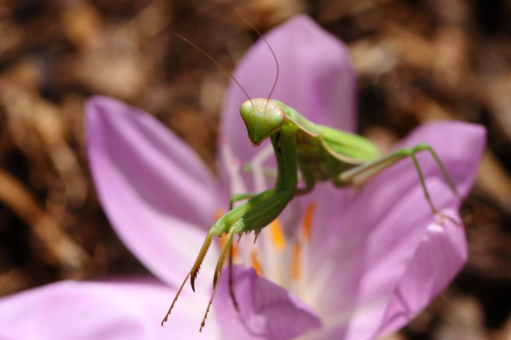 Mantis