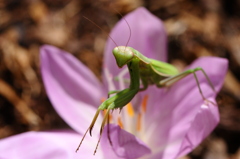 Mantis
