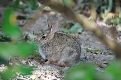 子ウサギ