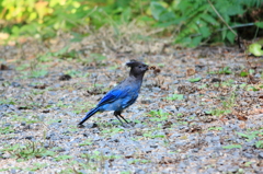 青い鳥現る