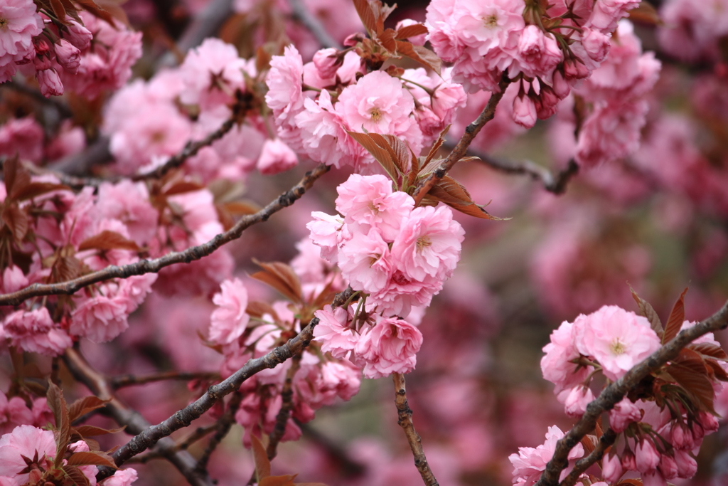 八重の桜