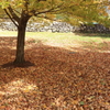 落ち葉