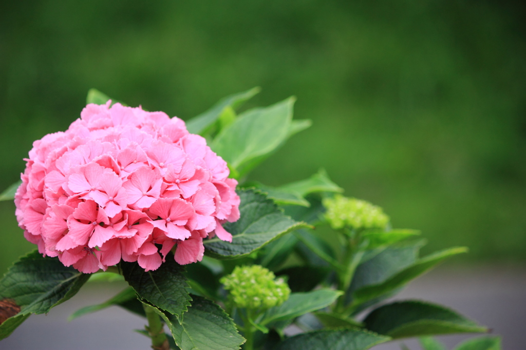 ピンクの紫陽花