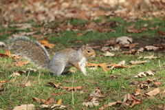 秋の公園