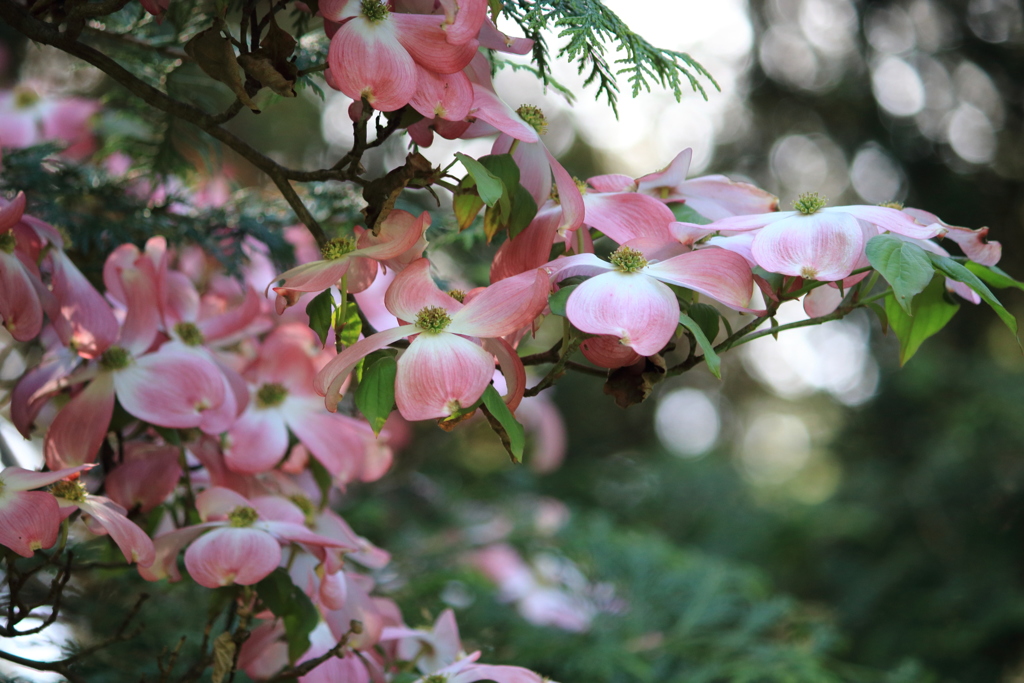 花の季節