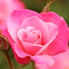 ピンクローズ