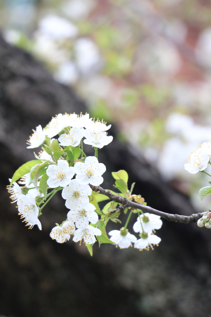 桜かな？