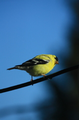 ワシントン州の鳥