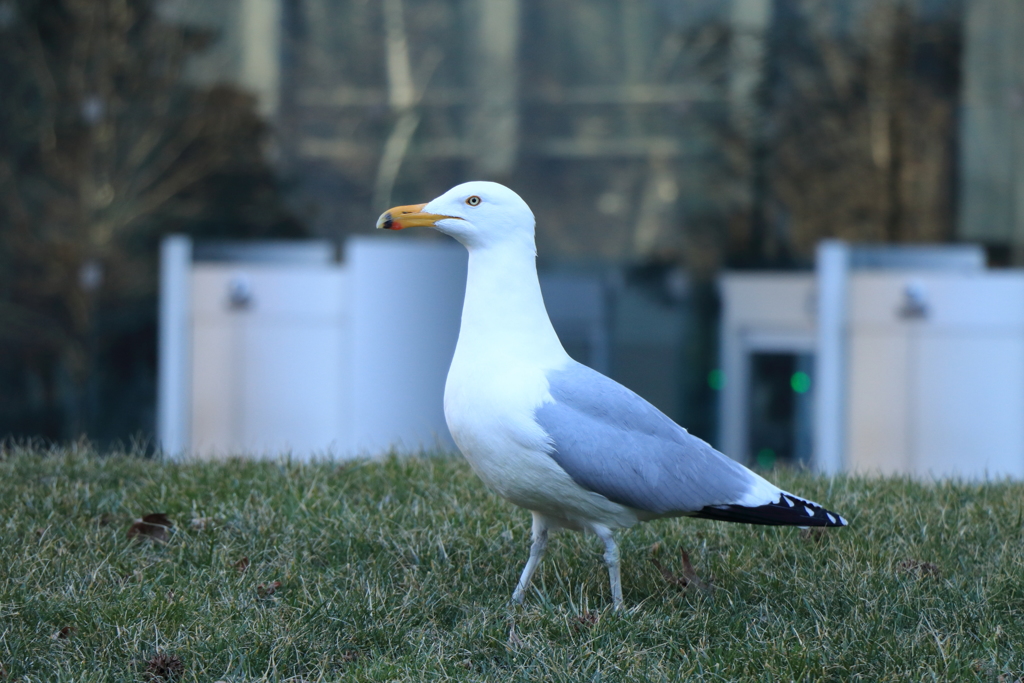 街中のカモメ