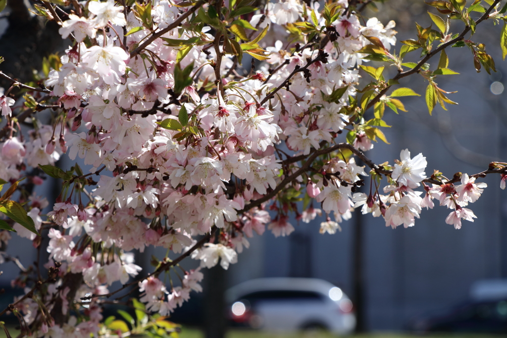 異国の桜