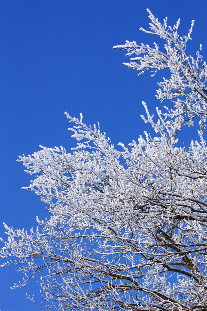 雪の花