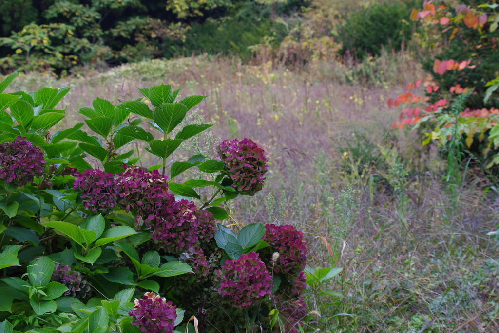 秋色アジサイ？