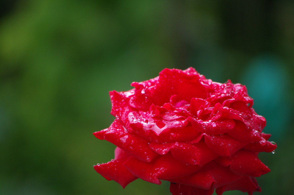 家の花