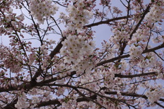 官庁街の桜