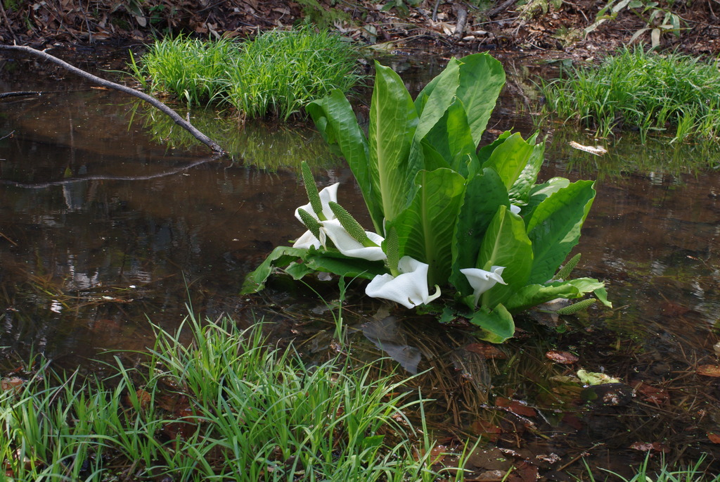 水芭蕉